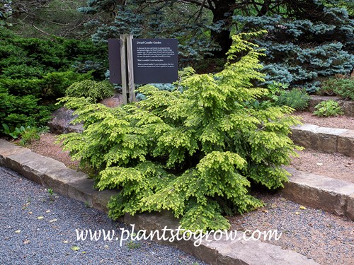 Winds Way Hemlock (Tsuga canadensis)
